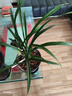 華香園綠植花卉蘭花苗濃香墨蘭【金華山】辦公室內(nèi)盆栽盆景耐陰植物多肉 金華山3苗 不帶花苞 裸根發(fā)貨 曬單實(shí)拍圖