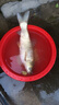 BKK4S冷鋼棱大包裝金海夕魚(yú)鉤加強有刺翹嘴鯽魚(yú)鯉魚(yú)草魚(yú)魚(yú)鉤 曬單實(shí)拍圖