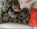 【活蟹】千品淳 盤錦河蟹現(xiàn)貨 稻田蟹 鮮活大閘蟹 禮盒裝 稻田六月黃 3斤1.1-1.4兩23-26只 曬單實拍圖