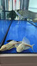 黃金紅眼大帆魚活體迷宮清潔工龍魚配魚清缸神器 20-22cm紅眼女王大帆2條 曬單實(shí)拍圖