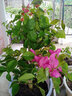 多色重瓣三角梅盆栽花苗耐寒老樁爬藤植物陽(yáng)臺庭院室內外好養花卉植物當年開(kāi)花三角梅樹(shù)苗 嫁接多色 10年精品苗 曬單實(shí)拍圖