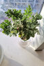 驅(qū)蚊蟲(chóng)植物 驅(qū)蚊草 室內(nèi)防蚊香草綠植花卉香葉天竺葵 懶人盆栽花卉 驅(qū)蚊草（透明圓柱盆） 帶盆栽好 曬單實(shí)拍圖