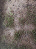 珂玮  重瓣太阳花混色种子松叶牡丹花草种子室内阳台盆栽四季种子 一万粒重瓣混色+两包肥 实拍图
