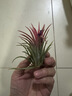 空氣鳳梨無(wú)土植物紅精靈黃精靈綠精靈福果精靈桌面植物 黃精靈7-8cm1顆 裸根不帶土 曬單實(shí)拍圖