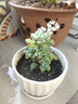 種花迷多肉植物盆栽新手組合套餐肉肉植物辦公室內迷你花卉綠植盆景 勞爾(5-6cm)【塑料盆栽好】 曬單實(shí)拍圖