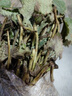 歐悟 四季草莓苗 奶油草莓秧帶盆帶土草莓樹(shù)苗庭院陽(yáng)臺盆栽地栽果樹(shù)苗 甜王草莓20棵裸根帶泥 高度7-15cm 曬單實(shí)拍圖