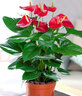 小冤家紅掌盆栽綠植物四季開花觀賞綠植土養(yǎng)辦公室內(nèi)客廳紅掌吸水懶人盆 大紅掌原盆 曬單實拍圖