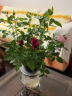 惜林园 水培绿植植物盆栽花卉 桌面室内净化空气小盆栽 小玫瑰 带盆发货 晒单实拍图