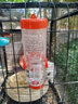 jolly pet products倉鼠水瓶大容量防漏水壺兔子水壺龍貓荷蘭豬天竺鼠試水不漏發(fā)貨 250ML顏色隨機 滾珠水壺 曬單實拍圖