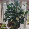 花行榜茶花盆栽五色赤丹花卉植物香妃樹(shù)苗 紅赤丹70-80cm高 源頭直發(fā) 曬單實(shí)拍圖