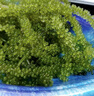 SMVP海葡萄鹽漬海葡萄新鮮活即食長(cháng)壽菜海藻菜海菜壽司食用植物魚(yú)子醬 海葡萄 曬單實(shí)拍圖