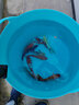 招財如意觀賞魚錦鯉大魚特大號耐活好養(yǎng)金魚冷水淡水風水魚招財大正紅白 十全十美（隨機顏色10條可指定） 20-22cm 曬單實拍圖