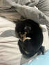 夢茜兒純種超小型吉娃娃幼犬活體蘋果頭茶杯犬吉娃娃犬鐵包金吉娃娃幼崽 寵物級 家養(yǎng)款 公 曬單實拍圖