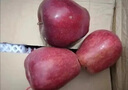 朵貝仙甘肅紅蛇果蘋果禮盒當(dāng)季新鮮采摘孕婦寶寶水果甜粉面蘋果整箱禮盒 蛇果 3斤 曬單實拍圖
