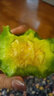 馬保果長(zhǎng)白山東北八里香瓜 新鮮花蕾香瓜花仙子甜瓜脆甜 精選花仙子香瓜3斤裝 曬單實(shí)拍圖