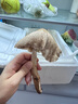2025新鮮野生雞樅菌新鮮荔枝菌夏至菌三塔菌火把雞樅云南雞樅菌 精品半開傘【野生雞樅菌】500克 曬單實(shí)拍圖
