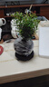 八芽 小葉赤楠盆景擺件室內(nèi)綠植花卉盆栽老樁客廳辦公室桌面好養(yǎng)植物 【推薦款】小葉赤楠+舍得紫砂盆+苔蘚鋪面+底座 曬單實(shí)拍圖