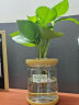 温馨满屋（V.S.M.V）办公室水培养生植物绿植室内盆栽好养活富贵竹九里香小盆栽 绿萝+发财树+文竹 实拍图