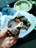 100只鮑魚新鮮海捕2斤鮑魚小鮑魚海鮮水產(chǎn)貝類鮮活冷凍大鮑魚順豐 100只嘗鮮 出口質(zhì)量每只10克左右 曬單實拍圖