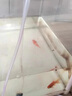 大拇指錦鯉專用飼料魚(yú)食魚(yú)糧通用 大包裝金魚(yú)料顆粒飼料觀賞魚(yú)糧高蛋白 5斤【上浮/育成】約3.5mm 曬單實(shí)拍圖