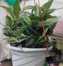 絮嫣球蘭室內外爬藤吊蘭盆栽綠葉花心球蘭苗垂吊攀援花卉植物陽(yáng)臺 球蘭【經(jīng)典】 原土發(fā)貨 曬單實(shí)拍圖