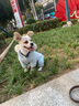 鉑吶苓貓咪狗狗衣服寵物加絨保暖泰迪比熊博美小型犬幼犬保暖四腳棉衣 寵物衣服【藍(lán)熊翠花】 L 曬單實(shí)拍圖