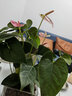 濃情綠藝凈化空氣一帆風(fēng)順水培植物辦公室內花卉綠植白掌紅掌水養四季開(kāi)花 粉掌+透明玻璃12cm方缸+陶粒 含盆 曬單實(shí)拍圖