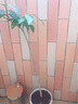 正宗海南沉香小苗 小葉紫檀苗 金絲楠木苗 菩提樹苗名貴樹苗 黃花梨苗沉香樹苗沉香樹沉香盆栽地栽帶葉  沉香20公分高(1棵帶土) 曬單實(shí)拍圖