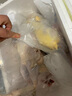 芮瑞 老母雞 新鮮宰殺雞柴雞肉笨雞草雞整雞 凈重1kg/只 曬單實(shí)拍圖