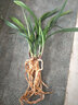華香園蘭花 東方紅荷 建蘭銘品 濃香型  不帶花苞室內(nèi)外辦公室內(nèi)盆栽盆 東方紅荷5苗連體裸根 帶花苞 曬單實(shí)拍圖