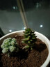 意軒多肉植物多肉24款肉肉植物DIY室內盆栽綠植花卉組合辦公室 觀(guān)音蓮/3-4cm 不含盆 曬單實(shí)拍圖