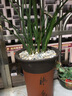 劉閣蘭花蘭花苗 蓋世牡丹 冬帶濃香花苞出售高檔春劍新老種牡丹型奇花 4苗連體裸根帶2花苞 曬單實(shí)拍圖