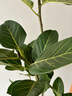 手耕田網(wǎng)紅孟加拉榕盆栽大型綠植黃金榕高山榕樹室內(nèi)客廳落地橡皮面包樹 孟加拉榕樹1.6-1.8m高白色菱形 帶盆栽好 曬單實(shí)拍圖