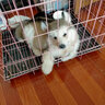 氧迪阿拉斯加犬專(zhuān)用狗狗沐浴露寵物浴液洗澡香波清潔凈螨驅蟲(chóng)除臭留香 【單瓶】阿拉斯加犬專(zhuān)用沐浴露 曬單實(shí)拍圖