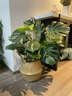 瑰瑋綠蘿盆栽 大葉綠蘿盆景室內辦公室家居歐式風(fēng)格凈化空氣綠植花卉 高120-130cm含白色筆筒瓷盆 含盆 曬單實(shí)拍圖