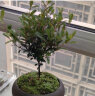 墨一豆瓣绿盆栽 花卉植物室内绿植办公室绿植欧式ins风美观室内好养 实拍图