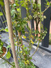 蘇藝緣爬藤月季花苗薔薇花苗藤本月季四季開(kāi)花藤曼玫瑰濃香爬藤植物花卉 粉色龍沙寶石 1.4-1.5米高大苗分枝多開(kāi)花多 曬單實(shí)拍圖