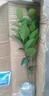 十八學(xué)士茶花樹(shù)苗盆栽茶花帶花苞茶花山茶花苗重瓣耐寒室內外植物 十八學(xué)士3年苗/后年開(kāi)花苗子較小 曬單實(shí)拍圖