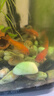 金魚活魚淡水冷水觀賞魚飼料蘭壽金魚蝶尾泰獅水泡珍珠小魚苗金魚 1-2cm未選魚苗混搭10送5條 曬單實(shí)拍圖