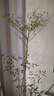 臨雅南天竹盆栽客廳真樹(shù)大型綠植物辦公室內落地盆景陽(yáng)臺庭院造景樹(shù)苗 南天竹1-1.2米+原生膠盆 曬單實(shí)拍圖
