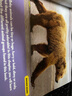 英文原版 動物套裝 7冊 美國國家地理兒童百科精裝大開本 National Geographic Little Kids First Big Book of Animals 自然科學(xué) . 綠山墻圖書 曬單實拍圖