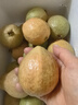 良知農(nóng)哥 【順豐】福建漳州紅心芭樂 軟糯番石榴番石榴 【順豐快遞】紅心軟芭樂5斤 曬單實拍圖