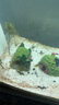 異景園魚(yú)缸霍比特屋造景海底裝飾小矮人房子樹(shù)脂擺件魚(yú)蝦躲避屋套餐假山 CH558霍比特屋（中號） 曬單實(shí)拍圖