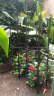 家用园艺爬藤花支架植物爬藤架月季铁线莲攀爬组合花架阳台花支架 支架直径25高90一套 实拍图