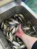 溪山韻水成品魚鉤綁好成品子線雙鉤金袖金海夕秋田狐伊豆野釣大小魚通殺 金袖有刺10副1板 2號鉤 曬單實(shí)拍圖