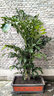 墨春(MOCHUN) 長方形花盆特大號盆栽盆景紫砂花盆室外園藝綠植長型陶瓷花盆超大庭院陽臺種菜花盆 101紅長方 長99寬62高32 曬單實拍圖