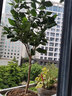 虹越（HONGYUE）四季常綠花卉 意大利茶花盆栽苗 庭院小空間耐寒耐熱精品茶花 芭芭拉 1加侖 曬單實(shí)拍圖