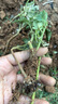 壽禾辣椒苗子大全小米椒秋季蔬菜苗壽光秧苗帶土盆栽陽臺(tái)菜苗子 小米椒辣椒苗6棵 曬單實(shí)拍圖