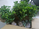 行湘蓬萊松盆栽植物綠植盆栽盆景四季常青蓬萊松大苗不含盆 源頭直發(fā) 曬單實(shí)拍圖