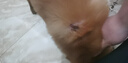 petlimit狗狗牽引繩小中型犬遛狗繩背心式夏天背帶泰迪寵物用品外出牽引帶 灰色 S(帶寬1.5cm胸圍32-48cm)建議4-8 曬單實(shí)拍圖